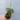 4” Hoya ‘Chelsea’ thumbnail