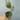 4” Hoya ‘Parasitica’ thumbnail