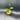 Erythrina Bajo thumbnail