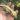 Marigold thumbnail