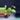 Philodendron pastazanum thumbnail