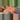 Aglaonema (super) pink lotus exact plant thumbnail