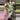 Syngonium Starlight thumbnail
