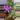 Philodendron Asplundii thumbnail