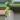 #1 Philodendron Strawberry Shake thumbnail