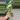 #3 Amydrium zippelianum variegated thumbnail