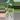 #1 Philodendron Burle Marx reverted thumbnail