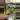 Alocasia Frydek 105 thumbnail