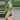
#1 Syngonium Pink Splash thumbnail