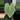 Anthurium regale 6” thumbnail
