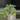 Monstera Pinnatipartita 1GL thumbnail
