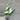 Monstera Acacoyaguensis Albo thumbnail