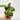 A1 yellow sapphire - farmers selected thumbnail