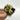 A1 Bakoensis Albo - farmers selected thumbnail