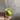 Philodendron Micans Aurea/Pink Var thumbnail