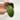 A1 sp Indonesia Unknown - exact plant thumbnail
