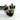 A1 Carnosa Mariana - farmers selected thumbnail