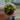 Growers choice Tim’s Black x Carla Soul Reaper thumbnail