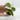 A1 Papuana - farmers selected thumbnail