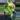 PHILODENDRON BURLEMAX VAR 6" 542P thumbnail
