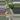PL550: small Mauna Loa thumbnail