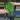 HOYA DAVIDCUMINGI 5" 523P thumbnail