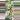 PL551: Variegated rhaphidophora tetrasperma thumbnail
