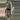 PL563: Latifolia Albomarginata thumbnail
