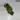 H. vitellinoides - 3 inch pot thumbnail