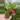 Poonsin Pothos thumbnail