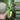 Nuclear Green Congo thumbnail