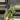 Philodendron Ring of Fire 55 thumbnail