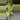 Aglaonema white romance exact plant thumbnail
