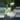 Monstera Croatii thumbnail