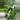 Poonsin Pothos thumbnail