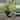 Snow Queen Pothos 8” HB thumbnail
