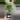 Ginseng Ficus Bonsai 4” - Growers Choice thumbnail