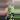 Syngonium albo growers choice thumbnail