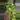 Philodendron Florida beauty starter plug growers choice thumbnail