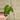 Philodendron Gloriosum thumbnail
