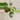 Philodendron White Princess Tricolor thumbnail