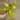 Philodendron Lemon Lime thumbnail