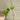 Alocasia Gageana Aurea [c] thumbnail
