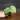 Scindapsus peason thumbnail