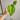 2834 dorayaki x sagittatum  thumbnail