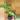 Alocasia Odora Batik thumbnail
