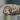 Rare King Rabbit Snail addon only thumbnail