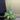 Hoya incrassata 'Moonshadow' thumbnail