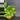 Marble Pothos || P005 thumbnail