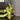 Tradescantia || P003 thumbnail